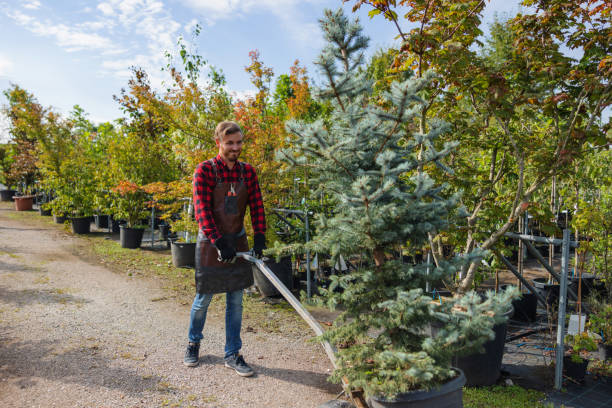 Best Emergency Tree Service  in Mackinac Island, MI